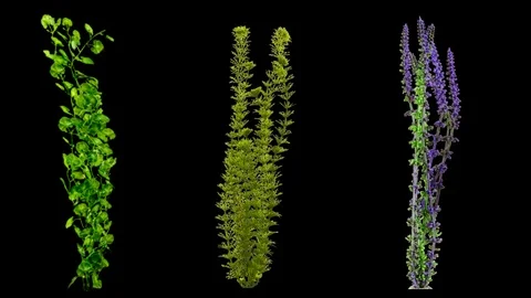 Underwater plants motion graphics with dark background Stock Footage 123816376