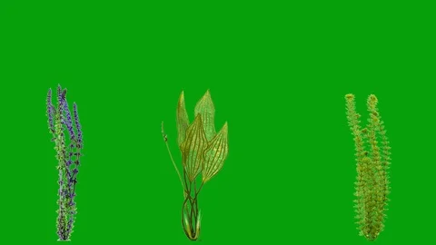 Underwater plants motion graphics with green screen background 4 Stock Footage 126103892