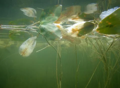 Underwater plants Stock Photos
