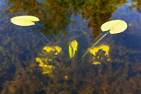 Underwater plants Stock Photos