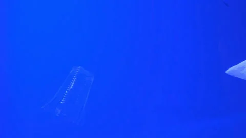 Underwater plastic waste pollution float on contaminated ocean sea ecosystem,4k Stock Footage 255227229