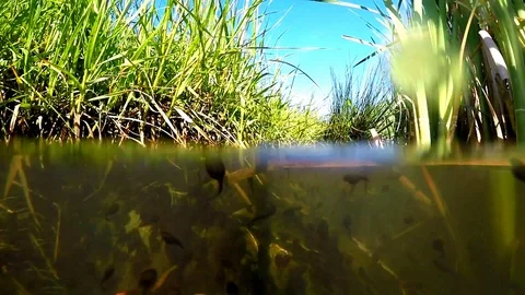 Underwater of polliwogs in a pond Stock Footage 108258523