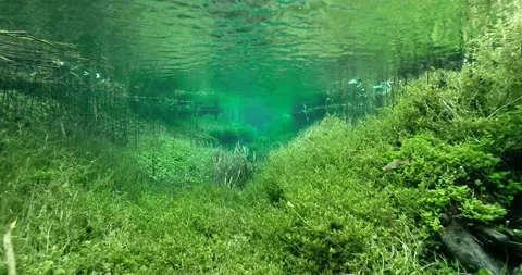 Freshwater Stock Video Footage 