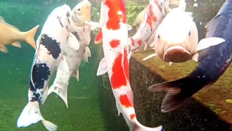 Underwater in pond with koi carp Stock Footage