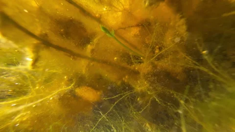 Underwater Pond Plants with Sunlight Reflection Natural Ecosystem Background Stock Footage 332944704