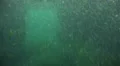 Underwater portal in turbulent dirty water HD Footage