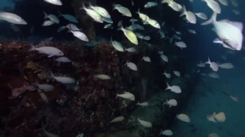 Underwater POV exploring inside the USS Spiegel Grove wreck Stock Footage 80438973