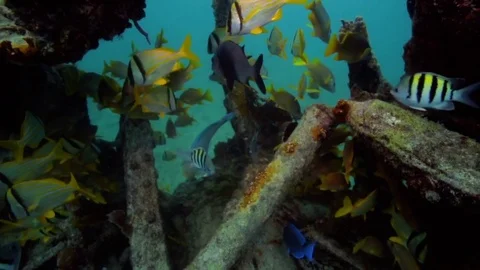 Underwater POV exploring tropical fish around the USS Spiegel Grove wreck Stock Footage 80439363