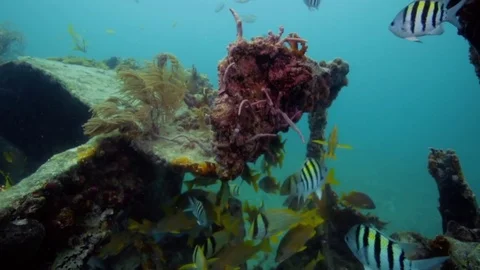 Underwater POV exploring tropical fish around the USS Spiegel Grove wreck Stock Footage 80439366