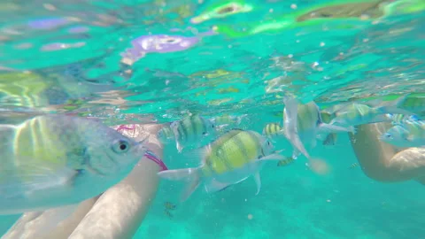 Underwater pov, go pro of beautiful girl friends swimming with turtle and donut Видео 201094051