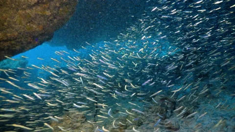 Underwater, pov, a school of fish between coral reef formations, Bahamas Stock Footage 140493317
