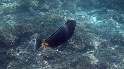 Underwater proposal featuring ORANGESPINE UNICORNFISH Stock Footage 233097288