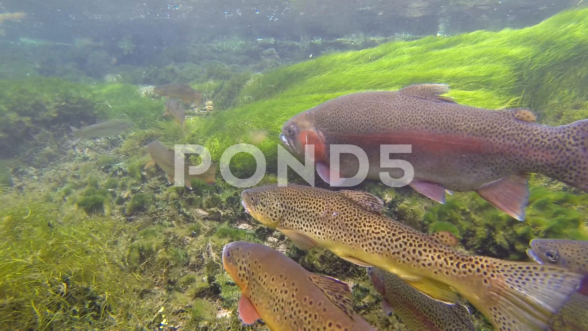 Underwater of Rainbow and Brown Trout Fi, Stock Video