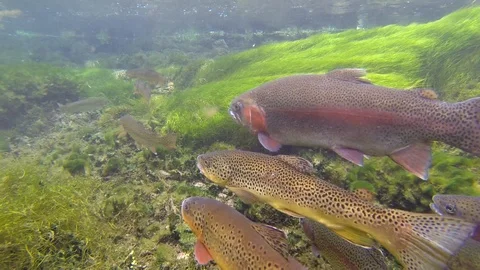 Underwater of Rainbow and Brown Trout Fish Swimming in River Stream Current Stock Footage