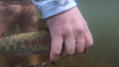 Underwater Rainbow Release Stock-Footage 337006772