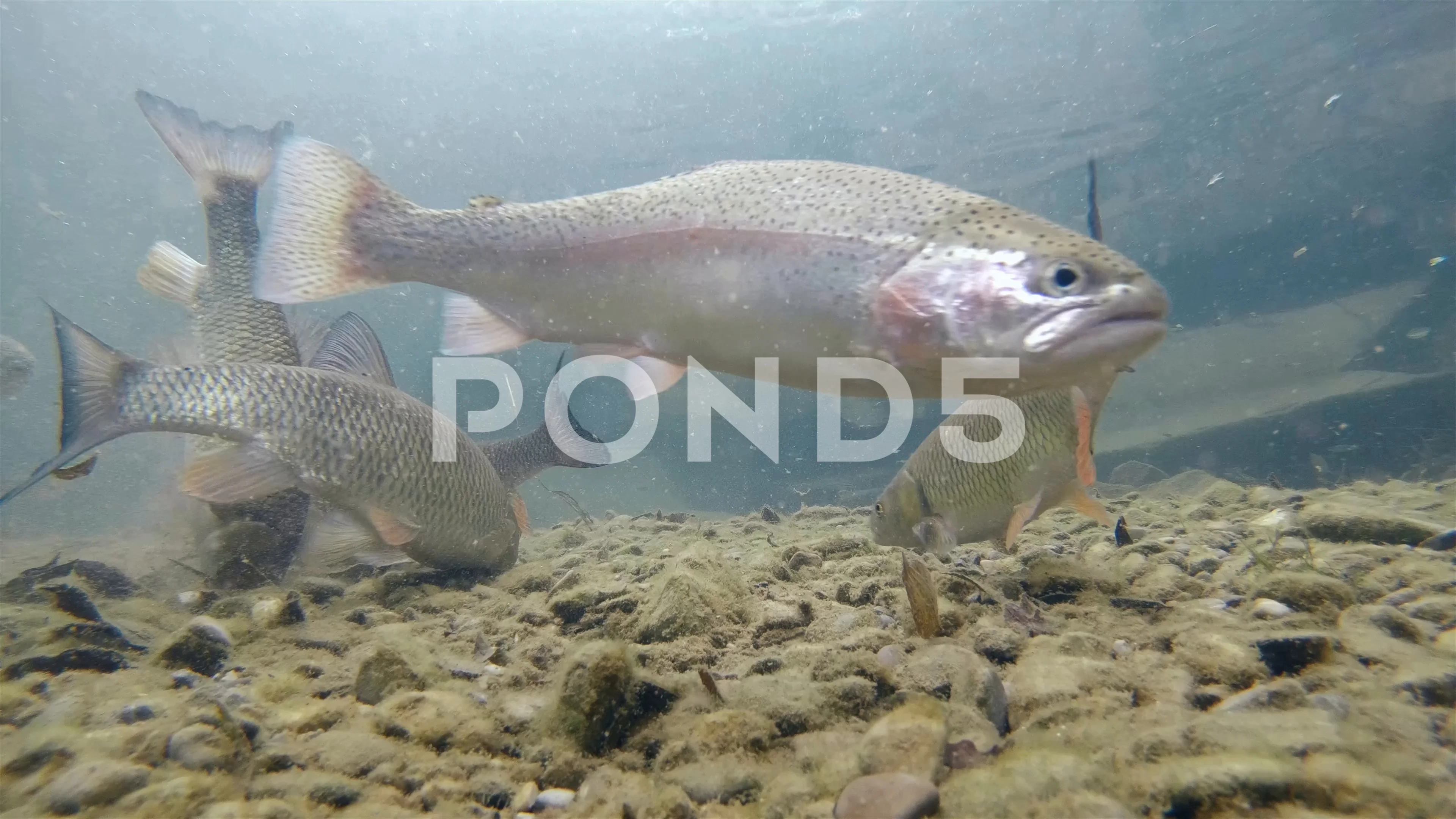 underwater Rainbow trout and Chub, Stock Video