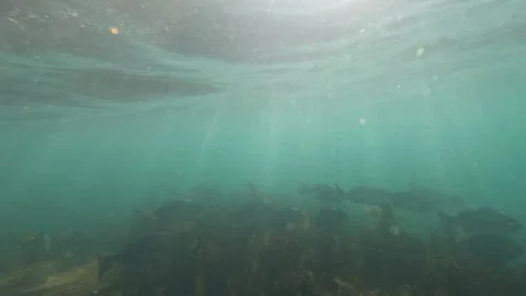 Underwater rays and fish Stock Footage 249456317