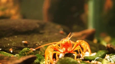 Underwater realm with the crayfish as it navigates the aquarium floor its Vidéo 271236103