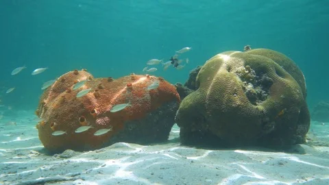 Underwater red encrusting sponge and brain coral Vidéo 86282941