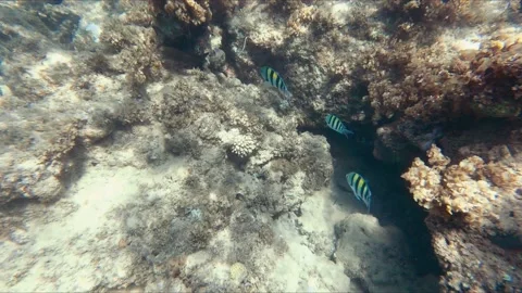 Underwater Red Sea Stock Footage 164495692