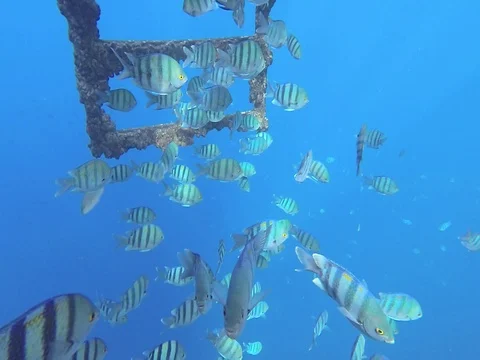 Underwater, red sea, small fish. Stock Footage 83630901