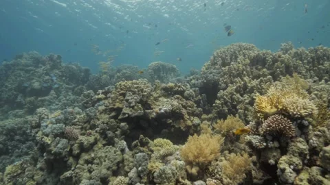 Underwater Red Sea view to surface showing majestic coral reefs and fish Stock Footage 252779127