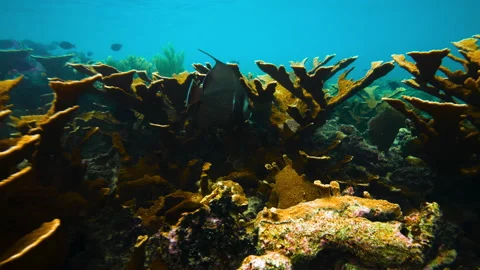 Underwater Reef 4K 스톡 동영상 169327290