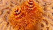 Underwater - Reef - Christmas Tree Worm - Close Up - Curacao - Caribbean - 4K Stock Footage