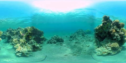 Underwater Reef Corals in 360 vr  Vídeos de archivo 73305421