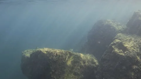 Underwater reef ecosystem with algae and bubbles near the water surface, showing 動画素材 343546580