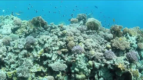 Underwater reef edge Stock Footage 9026711