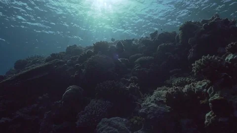 Underwater Reef Environment with light rays coming from the surface Stock Footage 128120224