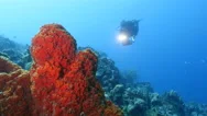 Underwater - Reef - Fish - Diving - Curacao - Caribbean - 4K Stock Footage