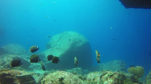 Underwater reef with fish Stockbeeldmateriaal 81620132