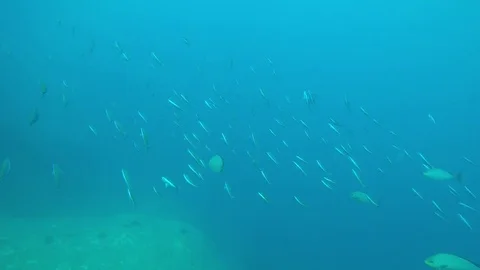 Underwater reef with fish Vídeo Stock 81949907