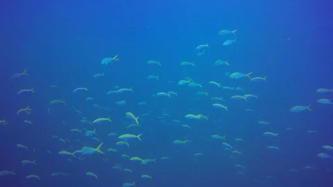 Underwater reef with fish Video stock 86404435