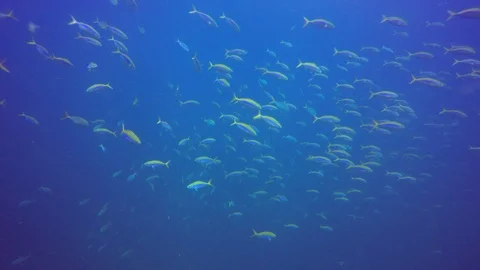 Underwater reef with fish Stock Footage 86404492