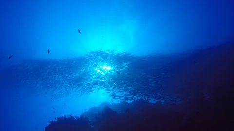 Underwater reef with fish Stock Footage 88612361