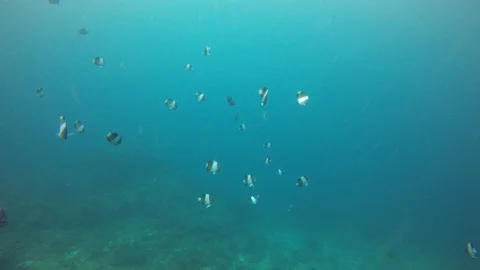 Underwater reef with fish Stock Footage 99086652