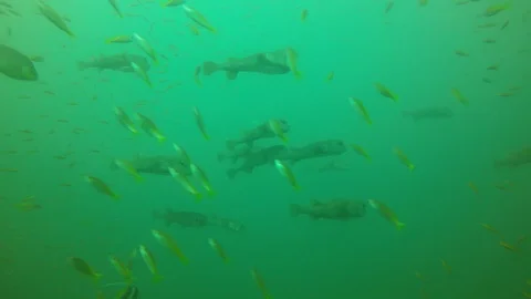 Underwater reef with fish Stock Footage 122097684