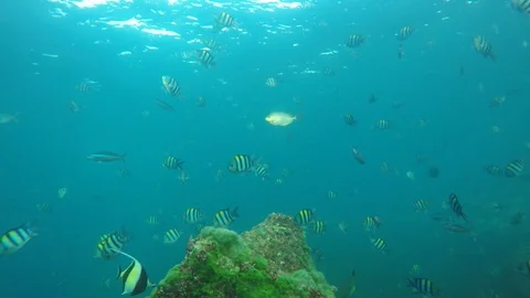 Underwater reef with fish Stock Footage 125886310