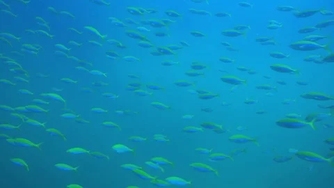 Underwater reef with fish Video stock 126767476