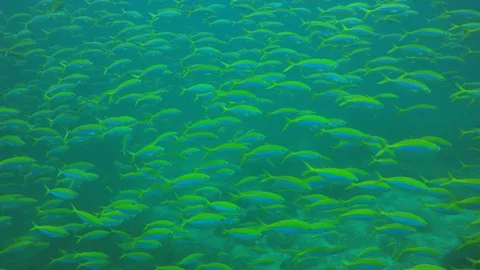 Underwater reef with fish Stock Footage 128045043
