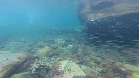 Underwater - Reef - Fish - School Of Fish - Diving Stock Footage 98008332