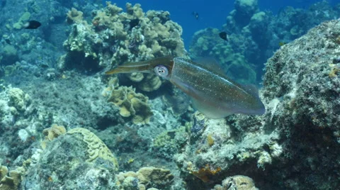 Underwater - Reef - Fish - Squid - Diving - Curacao - Caribbean - 4K Stock Footage 66974777