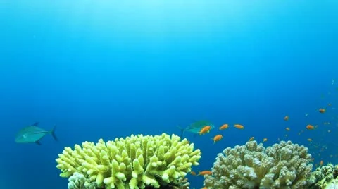 Underwater Reef Stock Footage 22046547