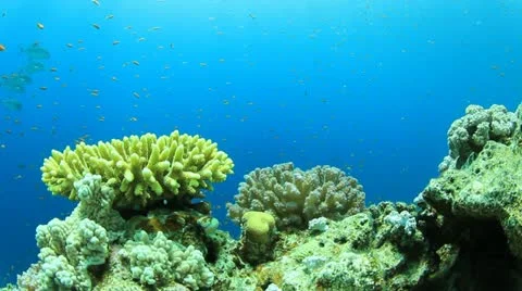 Underwater Reef Stock Footage 22046596