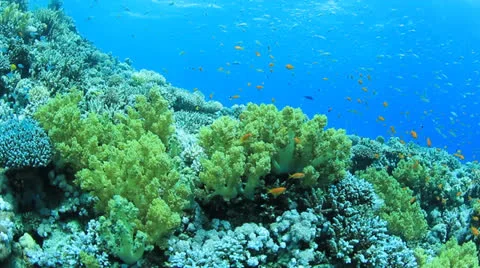 Underwater Reef Video stock 22694140