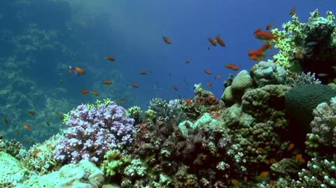Underwater Reef Stock Footage