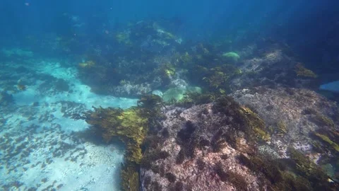 Underwater Reef Stock Footage 288332232